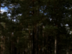 Ziede ar bišu produktiem