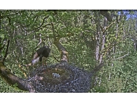 Ar tiešsaistes kameru aprīkotajā melnā stārķa ligzdā aizvadītajā nedēļas nogalē izšķīlušies divi putnēni.