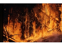 Šogad valsts mežā fiksēti kopumā 89 ugunsgrēki, un 34 no šiem gadījumiem Valsts meža dienests fiksējis ļaunprātīgas dedzināšanas pazīmes.