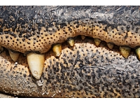 Floridā policija atradusi divus gadus vecā zēna mirstīgās atliekas, kuru Disnejlendas kūrortā ūdenī bija ievilcis aligators. Kopš 1948.gada aligatoru uzbrukumos Floridā gājuši bojā 22 cilvēki.