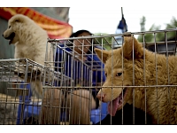 Neskatoties uz dzīvnieku tiesību aizstāvju protestiem, Ķīnā sācies suņu gaļas ēšanas festivāls.