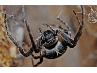 Lielbritānijā atklāti lecoši zirnekļi, kas var lēkt 40 reizes augstāk par savu ķermeņa izmēru.