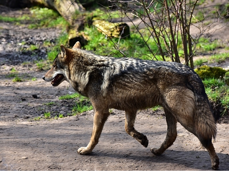 Piektdien sākusies 2016.-2017.gada - vilku medību sezona, Valsts meža dienests izdevis rīkojumu, kas atļauj sezonā nomedīt 250 vilkus.