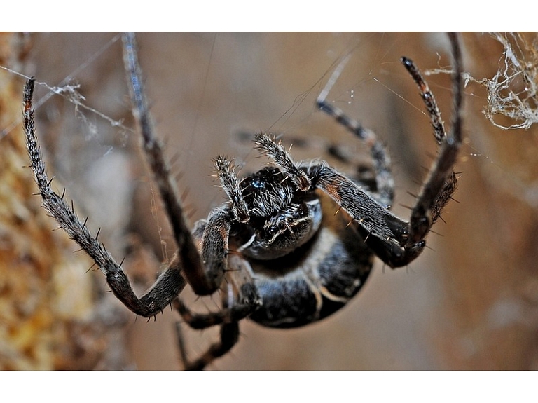 Lielbritānijā atklāti lecoši zirnekļi, kas var lēkt 40 reizes augstāk par savu ķermeņa izmēru.