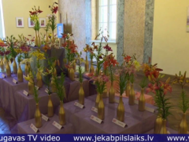 Vidusdaugavas TV: Krustpils pilī uzzied Viktora Orehova selekcionētas lilijas