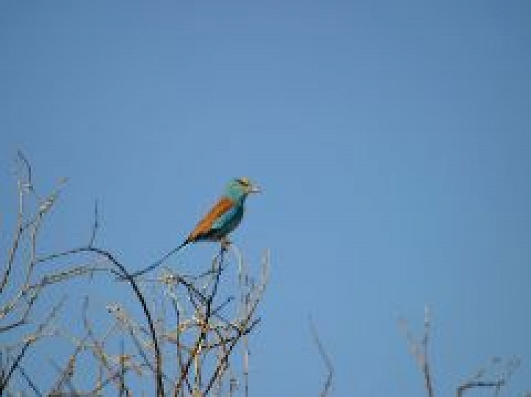 Ādažu poligonā iepazīs zaļo vārnu un lielo mārsilu zilenīti
