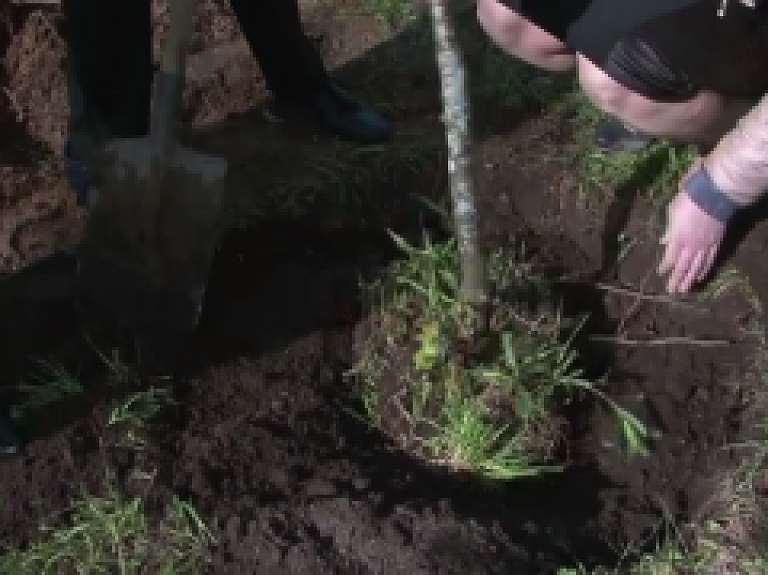 Latgales Reģionālā TV: Preiļu pilsētas parkā tiek atjaunota liepu aleja
