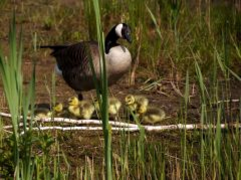 Kolkā notiks Putnu festivāls