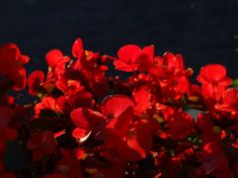 Saulkrastos izskanēs Mātes dienai veltīts koncerts