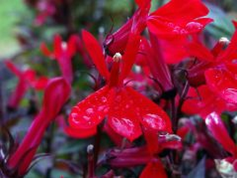 Aicina pieteikties konkursam "Sakopta vide Ādažu novadā"