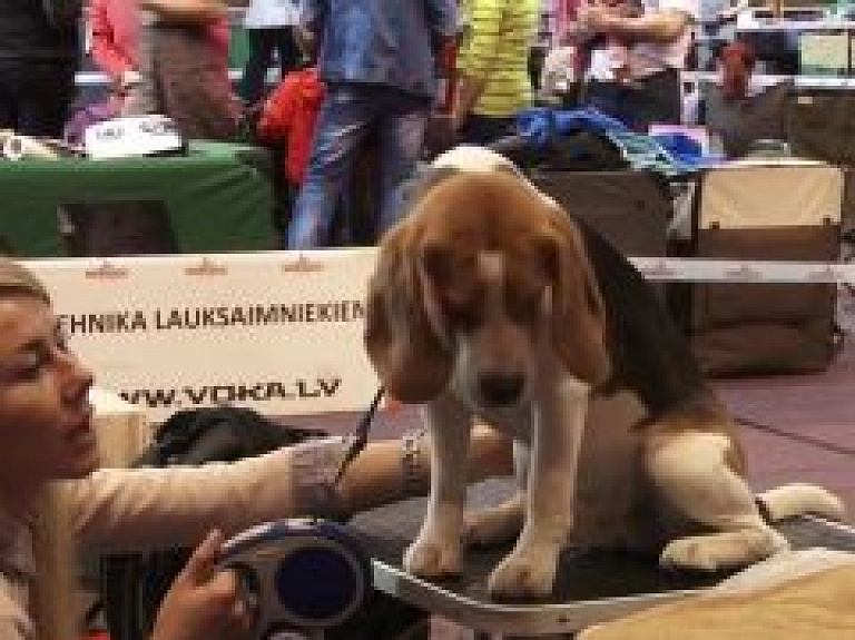 Talsu kinoloģiskā kluba nacionālā suņu izstāde