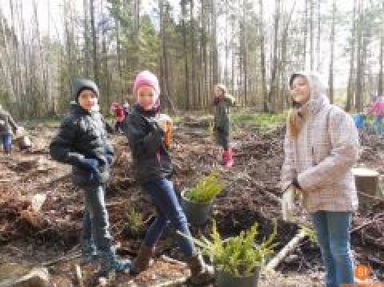 Siguldas 1.pamatskolas skolēni Allažos stāda mežu