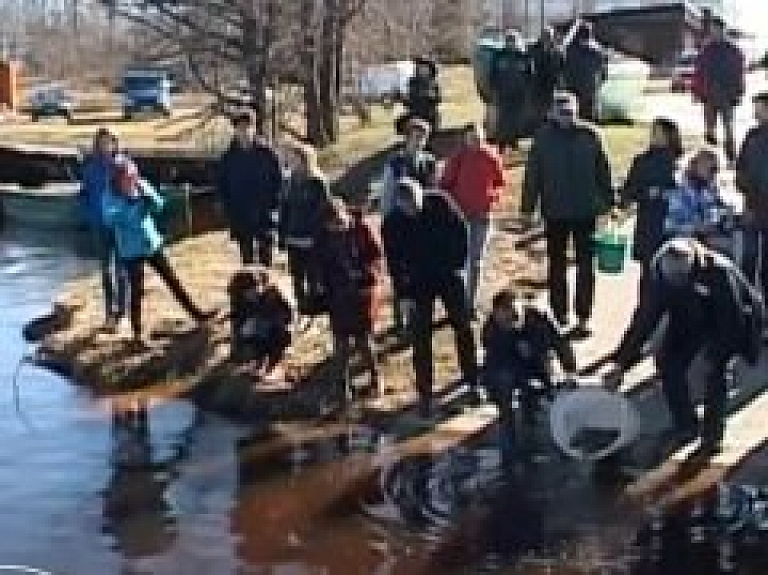 Saulkrastu upēs ielaiž taimiņu mazuļus