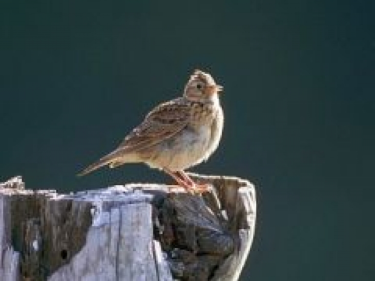 Norisināsies konkurss "Saulkrastu cīrulītis 2015"