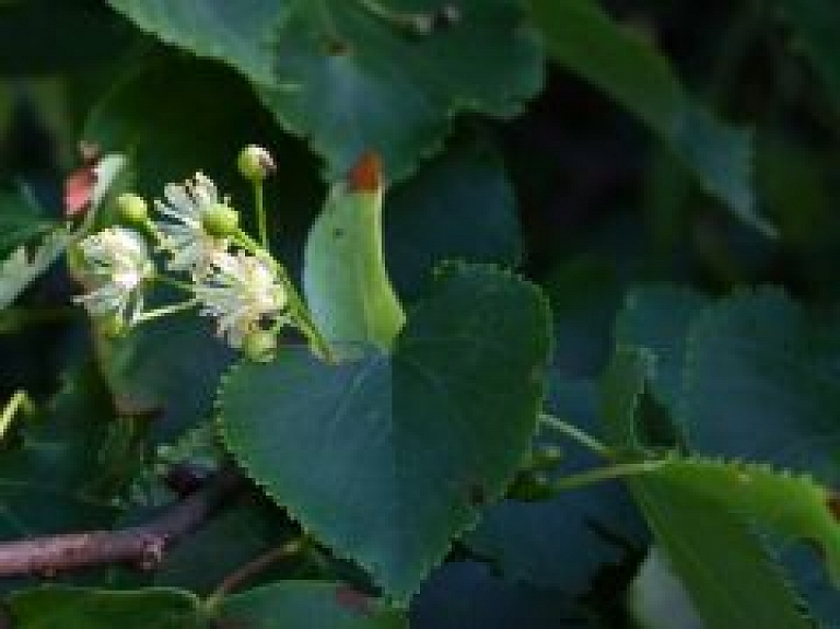 Saulkrastos notiek labiekārtošanas darbi