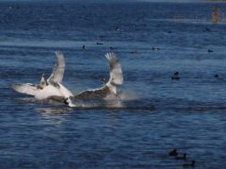 Stājas spēkā grozījumi Lubāna mitrāja izmantošanas noteikumos