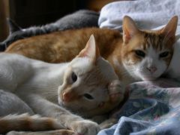 Carnikavā aicina ziņot par bezsaimnieku kaķu kolonijām