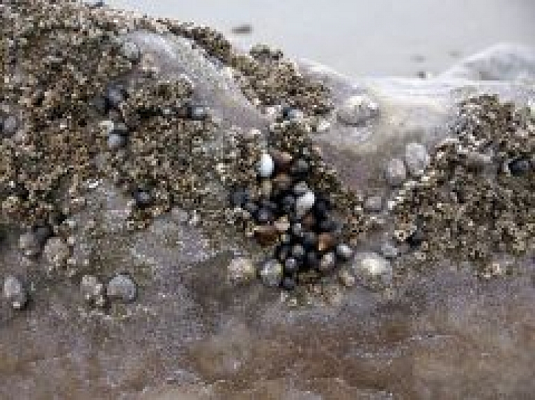 Pedvāles Brīvdabas mākslas muzejā sākas "Latvijas akmens sēkla Kastanjolai"