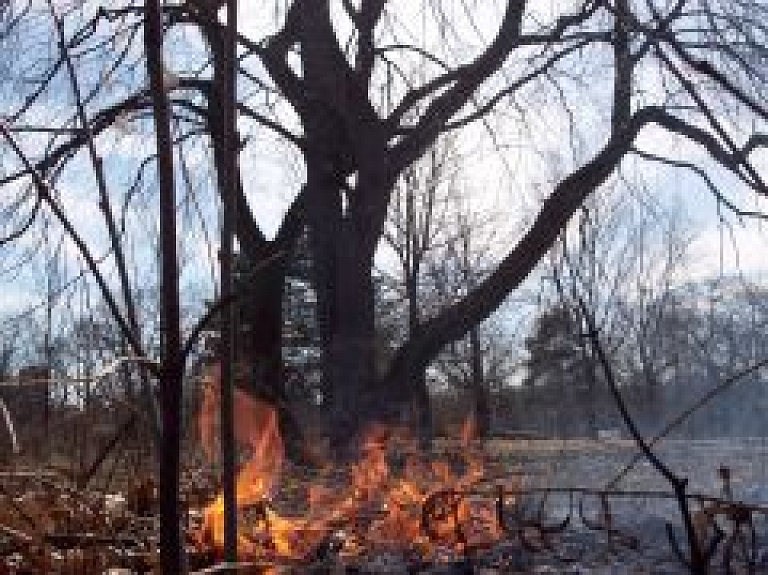 Garciemā degusi meža zemsedze