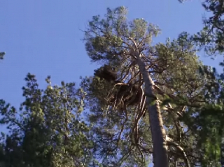 Talsu TV: Ziņas Talsu novadam
