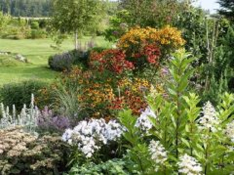 Saulkrastos informēs par dekoratīvām graudzālēm