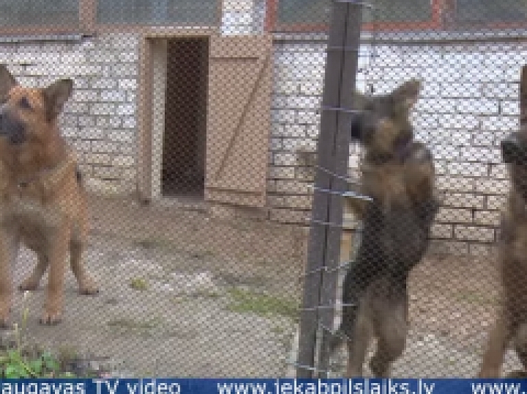 Vidusdaugavas TV: Gints Vuškāns: suņi ir nenovērtējami palīgi policijas darbā