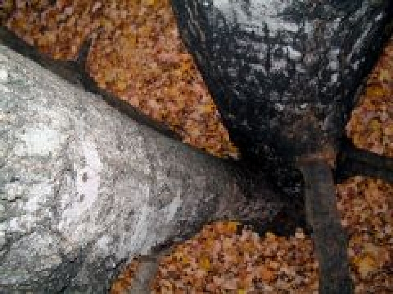 Ādažu novadā vīrietim no aizmugures uzkritis virsū koks