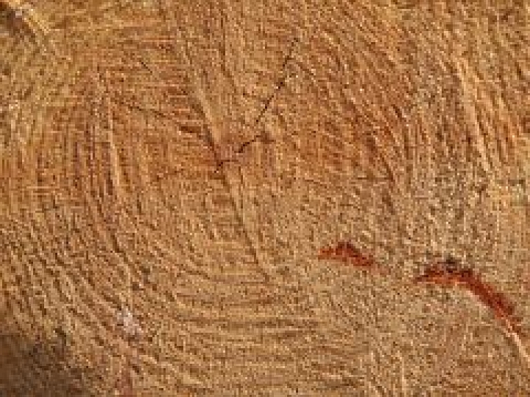 Saulkrastos notiks publiskās apspriešanas par vairāku koku ciršanu