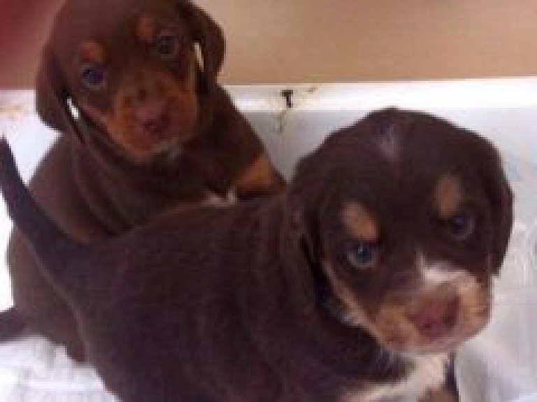 Carnikavā pie veterinārās klīnikas atstāti kucēni