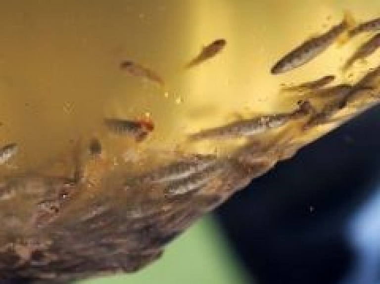 Spāres ezerā plāno ielaist 9000 līdaku mazuļu