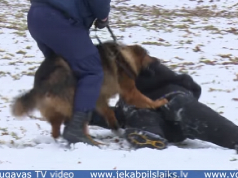 Vidusdaugavas TV: Jēkabpilī pirmo reizi norisinās mācības kinologiem un policijas suņiem