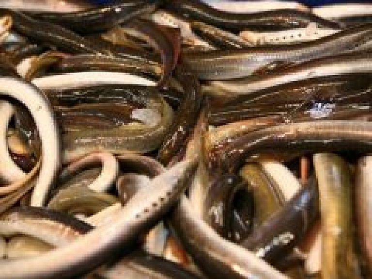 Carnikavas nēģi iekļauti ES nacionālo produktu reģistrā