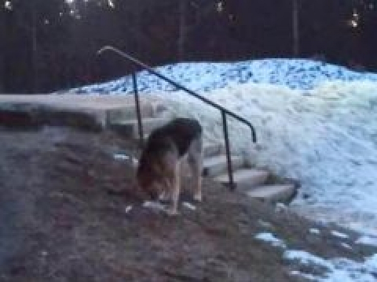 Gaujas stacijā pieklīdis suns