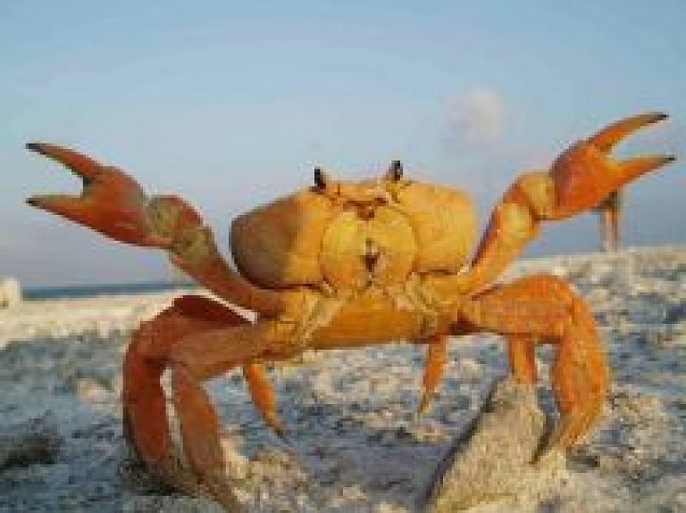 Kalngalē skatāma foto izstāde "Aizjūras bioloģiskā daudzveidība"