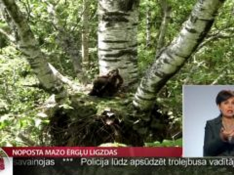 Noposta mazo ērgļu ligzdas