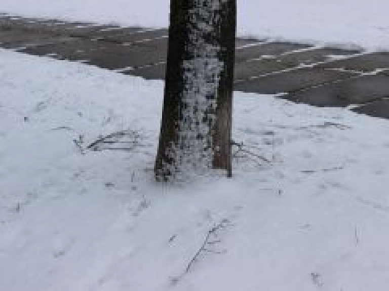 Sniega sega Saldū joprojām īsti nav izveidojusies