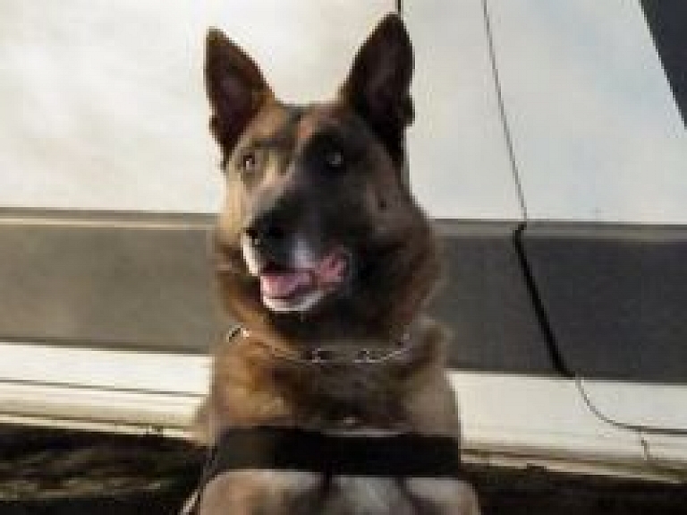 Siguldas policija, pateicoties policijas sunim, atrod un aiztur aitas zagļus