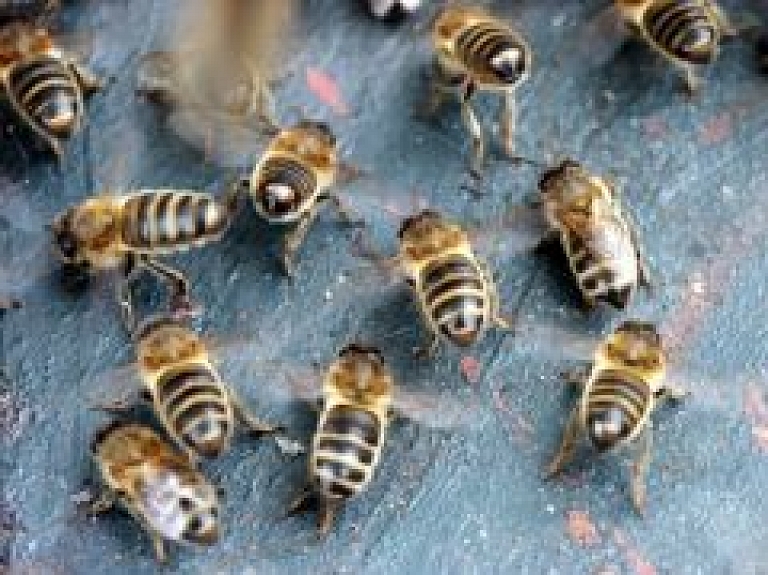 Latgalē vīrietis nonāk slimnīcā pēc aptuveni 30 bišu dzēlieniem