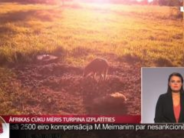 Āfrikas cūku mēris turpina izplatīties