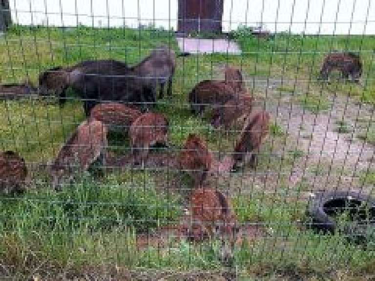 Rīgā piebaro mežacūkas, lai pēcāk to barus varētu notvert