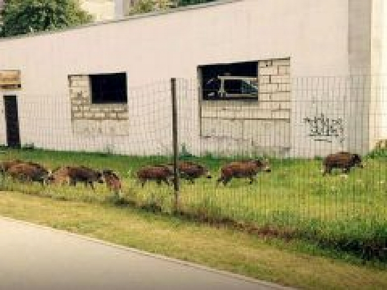 Mežciemā noķertas 15 mežacūkas, tās nogādās Tīnūžu mežniecībā