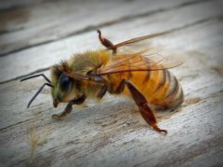 Latgalē sievietei pēc bites dzēliena sākusies alerģiska reakcija