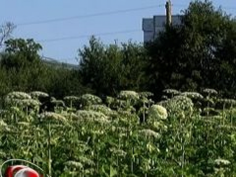 Siguldas novada cīņa ar latvāņiem