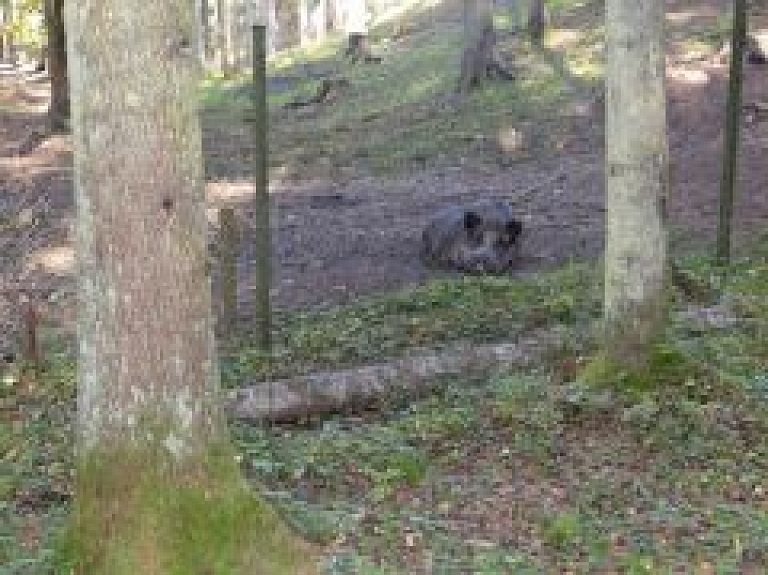 Spriedīs par mežacūku izķeršanu Rīgā