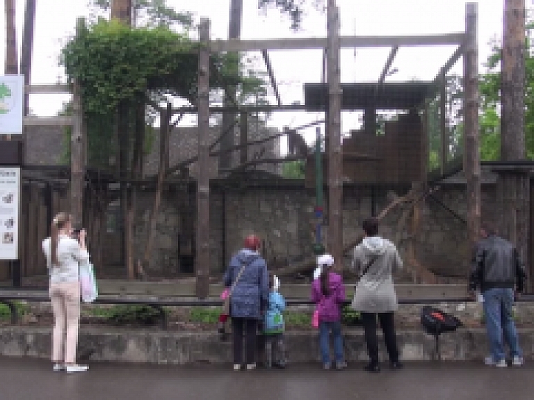 Latgales Reģionālā TV: Jēkabpilieši nokristī šopavasar dzimušos Rīgas ZOO lūsēnus
