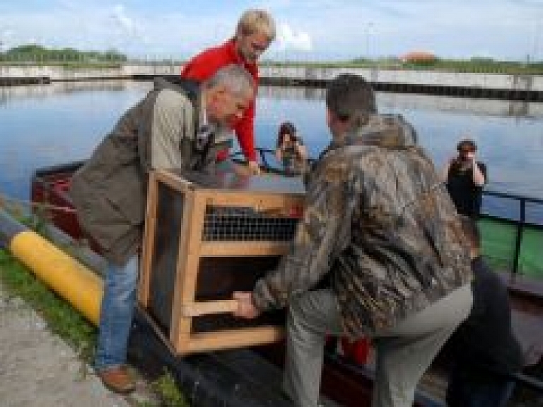 Trīs Rīgas Zoo dārzā izaugušos pelēkos roņus atlaidīs jūrā
