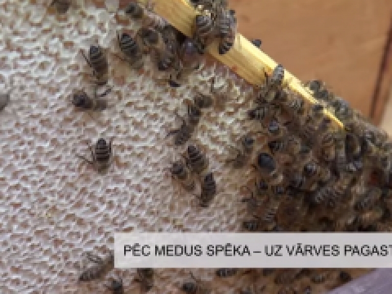 Latgales Reģionālā TV: Pēc medus spēka - uz Vārves pagastu!