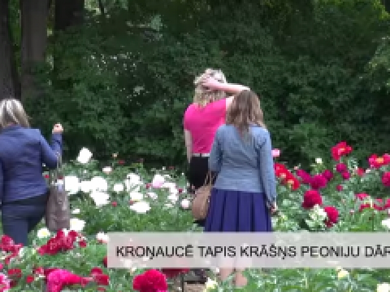 Latgales Reģionālā TV: Kroņaucē tapis krāšņs peoniju dārzs