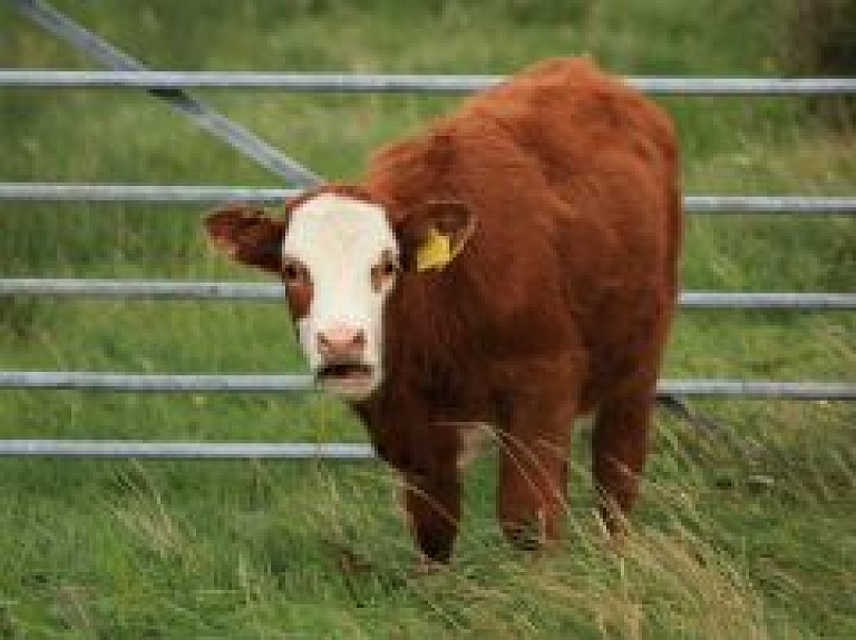 Mājlopu apdrošināšana pieaug par 28%; Bārbija, Orģija un Balerīna – apdrošināto govju interesantākie vārdi