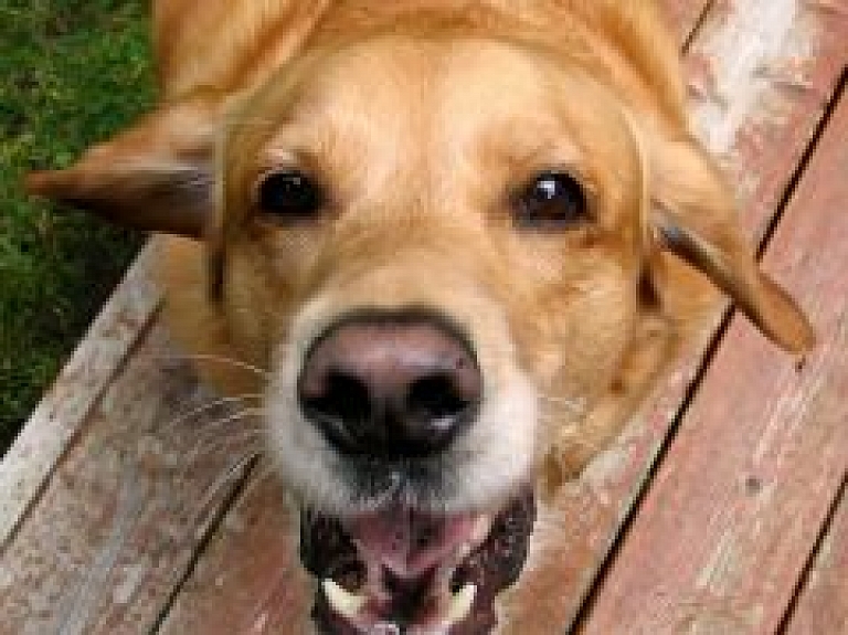 Trolejbusa pieturā Rīgā astoņgadīgu meiteni sakodis suns